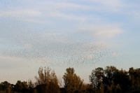 45712 Avifauna, Sturnus vulgaris (Stormo di Storni)